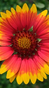 Preview wallpaper gaillardia, flower, petals, macro