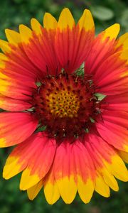 Preview wallpaper gaillardia, flower, petals, macro