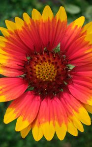 Preview wallpaper gaillardia, flower, petals, macro