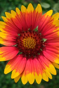 Preview wallpaper gaillardia, flower, petals, macro