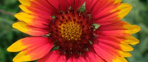 Preview wallpaper gaillardia, flower, petals, macro