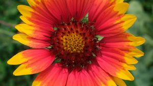 Preview wallpaper gaillardia, flower, petals, macro