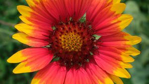 Preview wallpaper gaillardia, flower, petals, macro