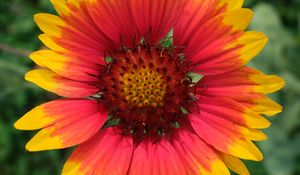 Preview wallpaper gaillardia, flower, petals, macro