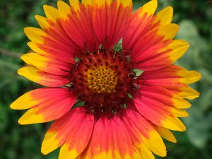 Preview wallpaper gaillardia, flower, petals, macro