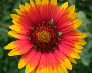 Preview wallpaper gaillardia, flower, petals, macro