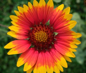 Preview wallpaper gaillardia, flower, petals, macro