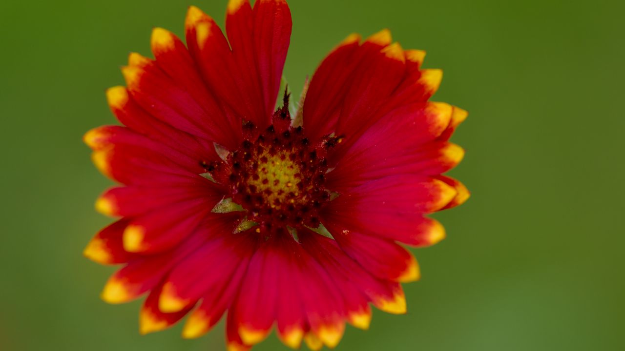 Wallpaper gaillardia, flower, petals, blur