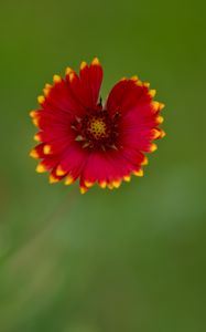 Preview wallpaper gaillardia, flower, petals, blur