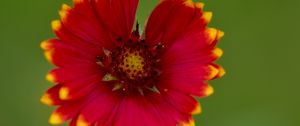 Preview wallpaper gaillardia, flower, petals, blur