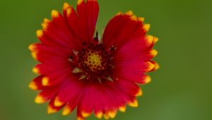 Preview wallpaper gaillardia, flower, petals, blur