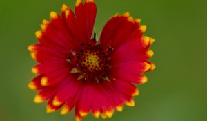 Preview wallpaper gaillardia, flower, petals, blur