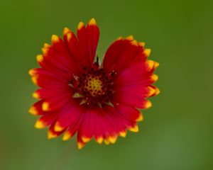 Preview wallpaper gaillardia, flower, petals, blur