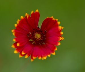 Preview wallpaper gaillardia, flower, petals, blur