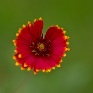 Preview wallpaper gaillardia, flower, petals, blur