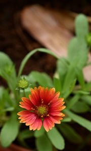 Preview wallpaper gaillardia, flower, petals, plant, macro