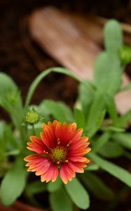 Preview wallpaper gaillardia, flower, petals, plant, macro