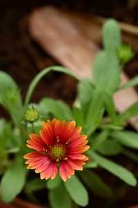 Preview wallpaper gaillardia, flower, petals, plant, macro