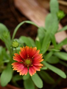 Preview wallpaper gaillardia, flower, petals, plant, macro