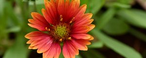 Preview wallpaper gaillardia, flower, petals, plant, macro