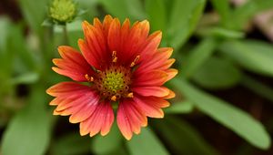 Preview wallpaper gaillardia, flower, petals, plant, macro