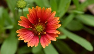 Preview wallpaper gaillardia, flower, petals, plant, macro