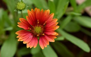 Preview wallpaper gaillardia, flower, petals, plant, macro