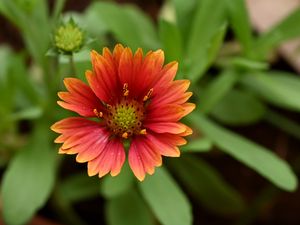 Preview wallpaper gaillardia, flower, petals, plant, macro