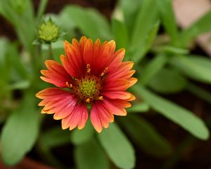 Preview wallpaper gaillardia, flower, petals, plant, macro