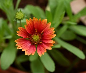 Preview wallpaper gaillardia, flower, petals, plant, macro