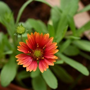 Preview wallpaper gaillardia, flower, petals, plant, macro