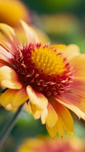 Preview wallpaper gaillardia, flower, pollen, petals, macro