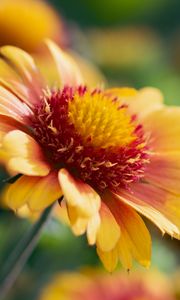 Preview wallpaper gaillardia, flower, pollen, petals, macro