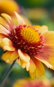 Preview wallpaper gaillardia, flower, pollen, petals, macro