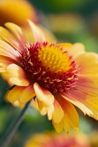 Preview wallpaper gaillardia, flower, pollen, petals, macro