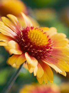 Preview wallpaper gaillardia, flower, pollen, petals, macro