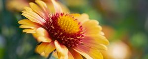 Preview wallpaper gaillardia, flower, pollen, petals, macro