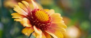 Preview wallpaper gaillardia, flower, pollen, petals, macro