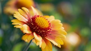 Preview wallpaper gaillardia, flower, pollen, petals, macro