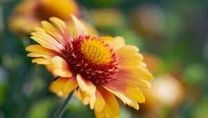 Preview wallpaper gaillardia, flower, pollen, petals, macro