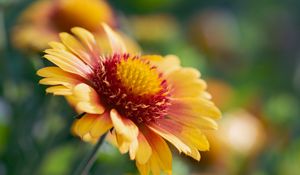 Preview wallpaper gaillardia, flower, pollen, petals, macro