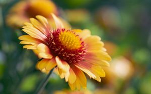 Preview wallpaper gaillardia, flower, pollen, petals, macro