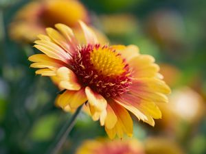 Preview wallpaper gaillardia, flower, pollen, petals, macro