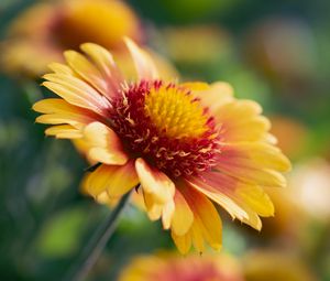 Preview wallpaper gaillardia, flower, pollen, petals, macro