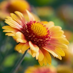 Preview wallpaper gaillardia, flower, pollen, petals, macro