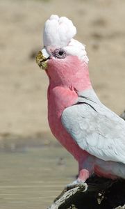 Preview wallpaper galah, parrot, bird, beautiful