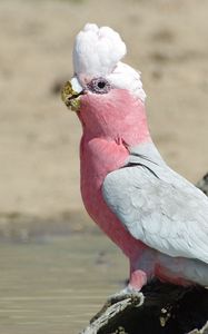 Preview wallpaper galah, parrot, bird, beautiful