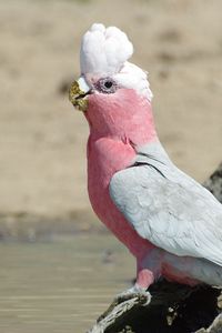 Preview wallpaper galah, parrot, bird, beautiful