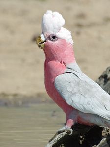 Preview wallpaper galah, parrot, bird, beautiful