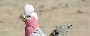 Preview wallpaper galah, parrot, bird, beautiful